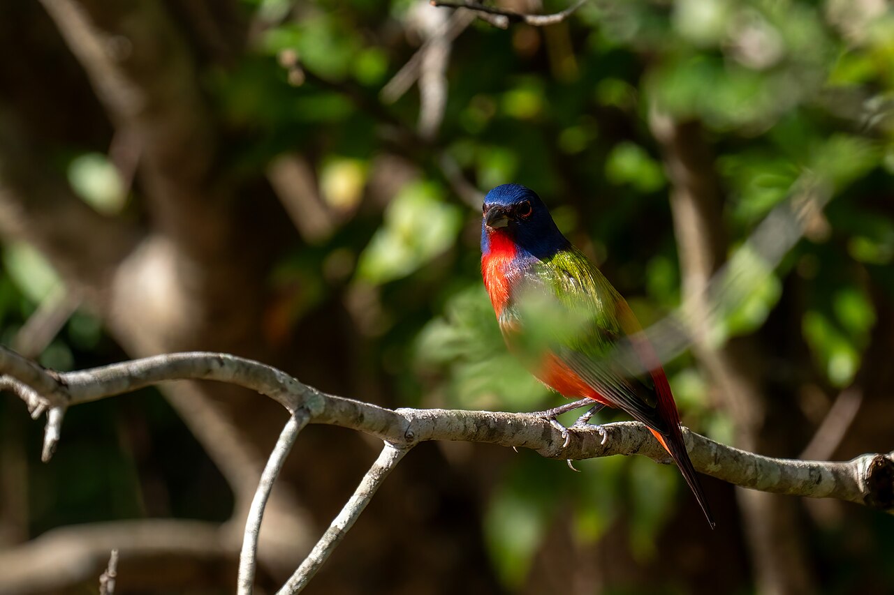 A painted bunting perched on a branch at the Celery Fields preserve in east Sarasota