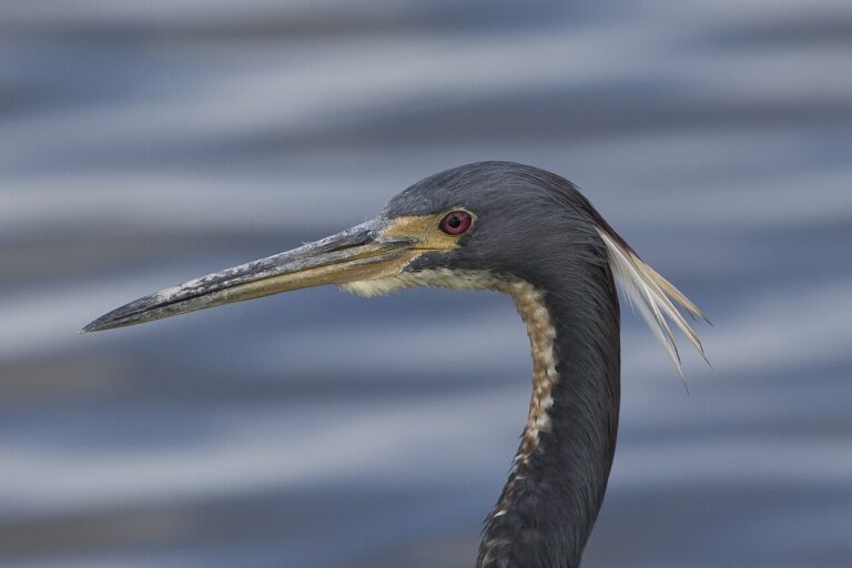 A tricolored heron at the Celery Fields preserve in east Sarasota