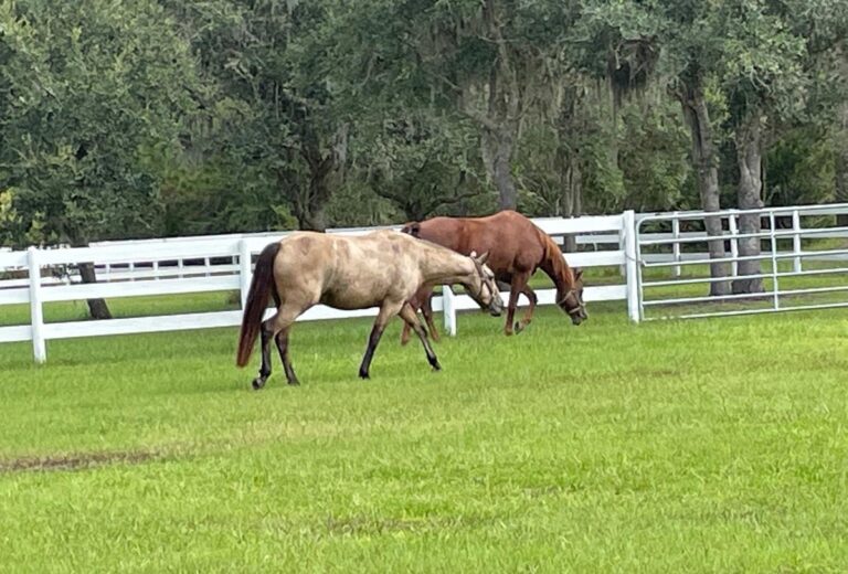 Horses grazing in a fenced oak pasture at Panther Ridge, Bradenton, Florida